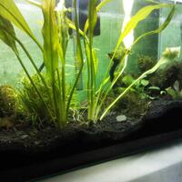 aquascape-for-everyone-learning-and-sharing---part-1