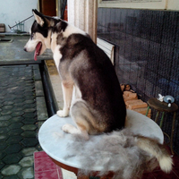 new-siberian-husky-lovers---read-page-1-for-update---part-2
