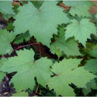 kampung-anggur----part-1