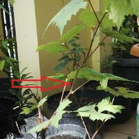 kampung-anggur----part-1