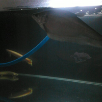 semua-tentang-belida-all-about-belida