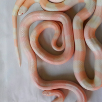 new-home-colubrid-lovers