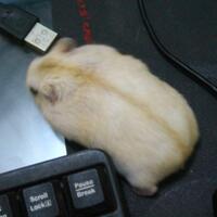 new-hamster-lovers---part-2