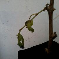 kampung-anggur----part-1