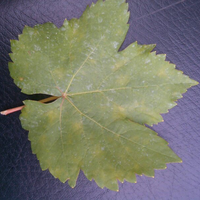 kampung-anggur----part-1