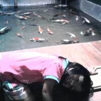 forum-koi-kaskus-part-4--everything-about-koi-enter-here