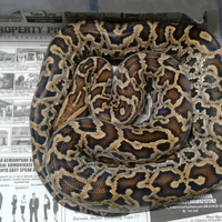 molurus-species-lovers