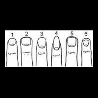 bentuk-kuku-beserta-watak-umum-yang-dikandung