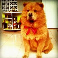 chowchow-lovers