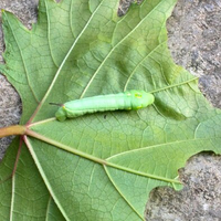 kampung-anggur----part-1