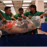 forum-koi-kaskus-part-4--everything-about-koi-enter-here---part-1