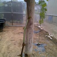 kampung-anggur----part-1