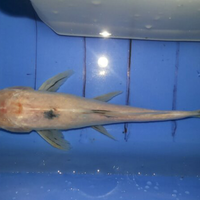 forum-koi-kaskus-part-4--everything-about-koi-enter-here---part-1