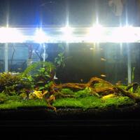 must-see-aquascaping-desain-dunia-aquarium-yang-menakjubkan