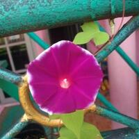 yang-suka-morning-glory-gabung-yuk---part-1