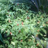 ayo-bertanam-cabe---hot--eksotis---part-1