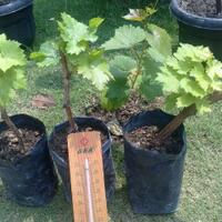 kampung-anggur----part-1