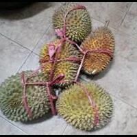 the-big-family-of-kalong-malam-revolutions---part-32