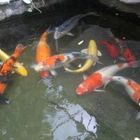 pecinta-ikan-komet-masuk-sini