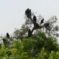 lutung-jawa-muaragembong-yang-terancam-punah