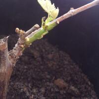 kampung-anggur----part-1