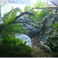 aquascape-for-everyone-learning-and-sharing---part-1