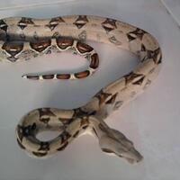 share-boa-constrictor