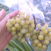 kampung-anggur----part-1