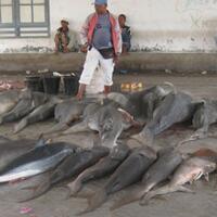 miris-pelelangan-ikan-hiu-dan-manta-di-lombok-saveshark