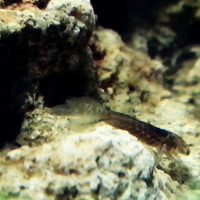 aquascape-for-everyone-learning-and-sharing---part-1