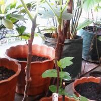 pohon-tin-pohon-ara-buah-tinbuah-ara-untuk-cancer-dan-collesterol-tinggi---part-2