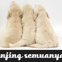 walikota-padang-fauzi-bahar-kurang-ajar-anjing-semuanya