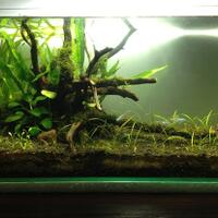 aquascape-for-everyone-learning-and-sharing---part-1
