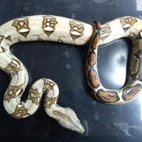 share-boa-constrictor