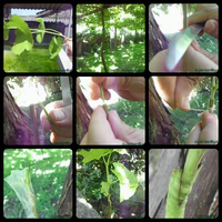 kampung-anggur----part-1