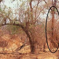 hewan-berkamuflase-dengan-alamane-tantang-agan-nyari-d