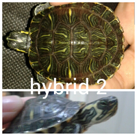 ltgtltgt-new-home-all-about-res-red-ear-slider---kura-brazil-ltgtltgt---part-1