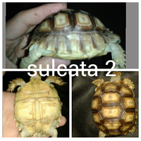 93787769378776937-all-about-tortoise-93787769378776937---part-3