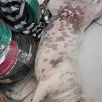 share-all-about-american-bully