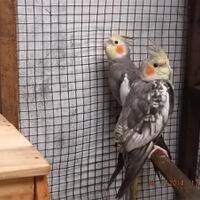 8776877698299829-penggemar-cockatiel---falck---parkit-australi-9829982987768776