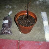 kampung-anggur----part-1