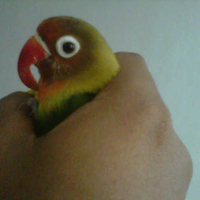 lovebird-lovers