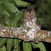 nih-agan-agan-4-spesies-baru-asli-indonesia-tahun-2013
