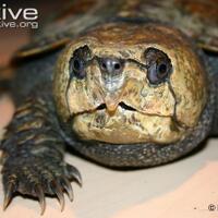apa-reptil-impian-anda