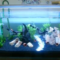 aquascape-for-everyone-learning-and-sharing---part-1