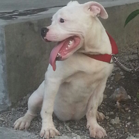 share-all-about-american-bully