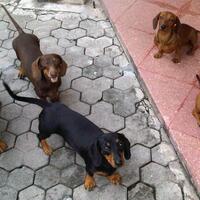 dachshund-lovers----part-2