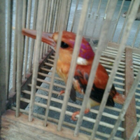 973397339733-yang-tanya-masuk-sini-semua-burung-973397339733