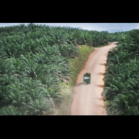 barbuk-pict-wajah-hutan-kalimantan-yang-sesungguhnya