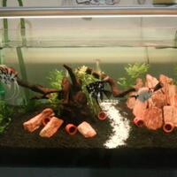 aquascape-for-everyone-learning-and-sharing---part-1